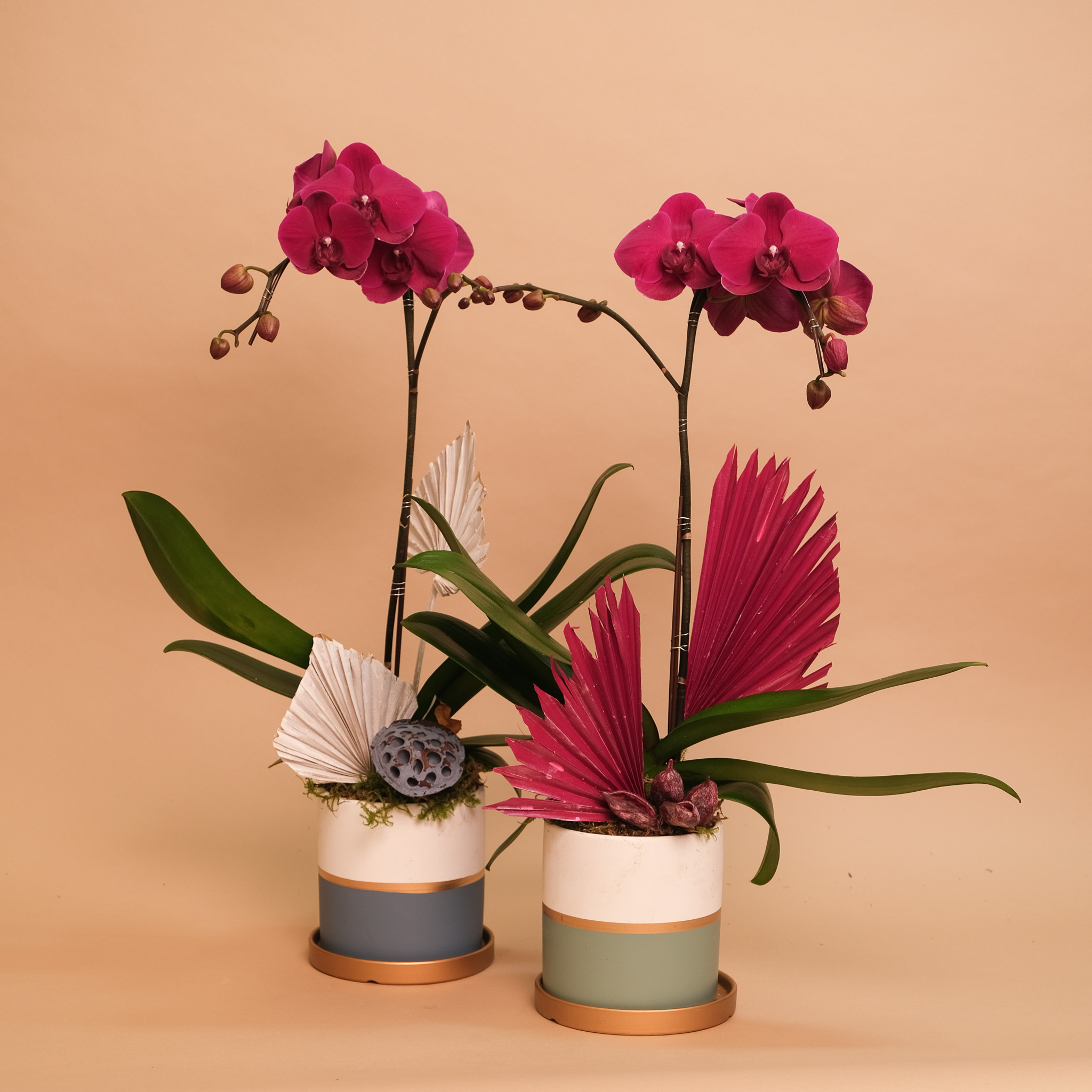 Orchid Classic – Flowerz